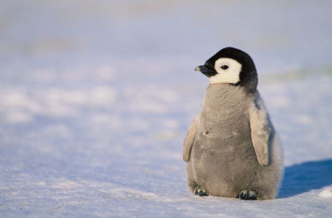 Are Penguins Birds?