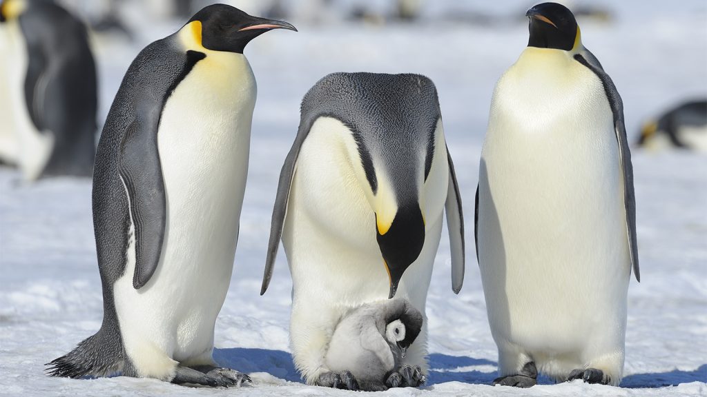 are penguins birds or fish