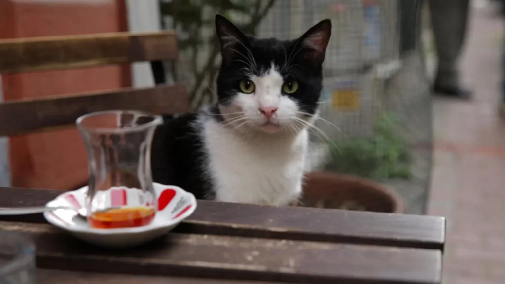 cats and istanbul