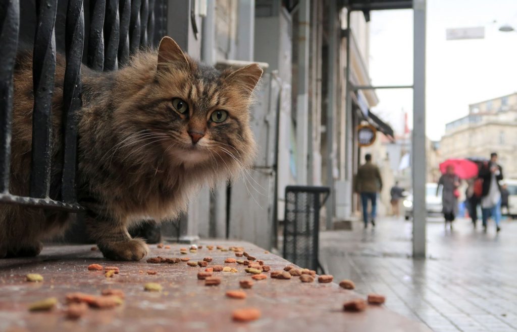The City That Loves Cats: Istanbul, Turkey